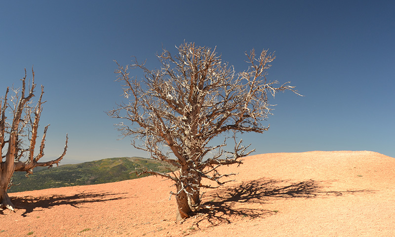 Joshua tree, photo by Bill Larson